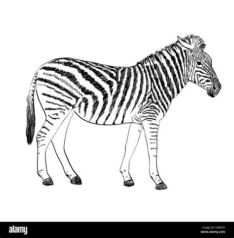 Sketch Of A Zebra Hand Drawn Vector Illustration Stock Vector Image