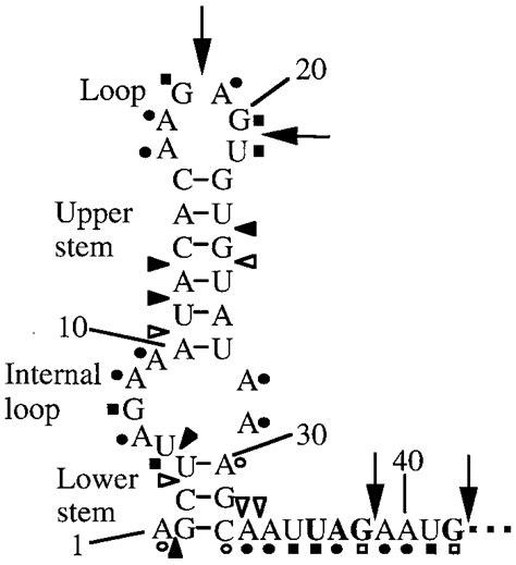 Summary Of The 5 Stem Loop Structure Mapping Results This Figure Is