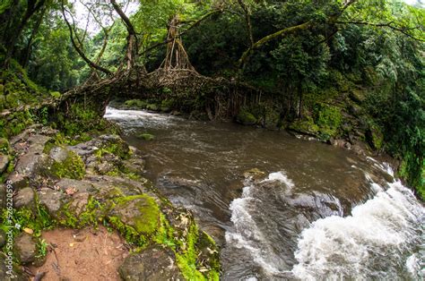 A Living Root Bridge is a type of simple suspension bridge formed of ...