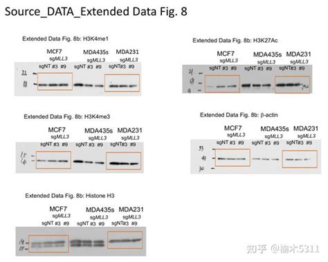 Western Blot，不推荐整膜带marker的理由 真实wb Western Blot欢迎垂询交流ykt3728 知乎