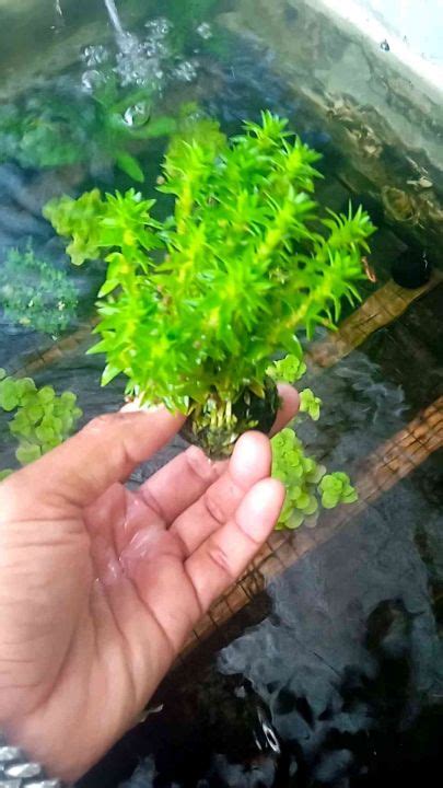 Tanaman Aquascape Tonina Media Wabikusa Lazada Indonesia