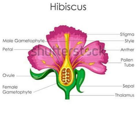 What Is Longitudinal Section Of The Hibiscus Flower