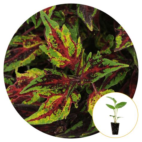 Ferry Morse Plantlings Live Baby Plants Coleus Flamethrower™ Chili