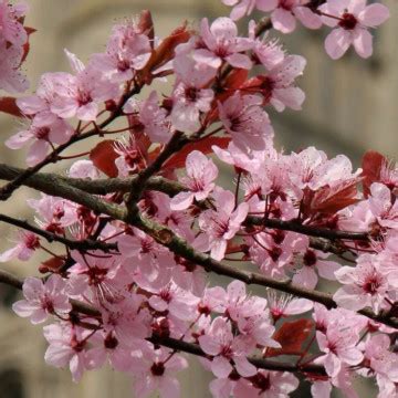 Corcodus Rosu Prunus Cerasifera Nigra Cm