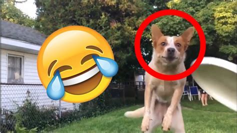 VIDEOS DROLES D ANIMAUX CHATS CHIENS ETC ESSAYEZ DE NE PAS RIRE