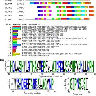 A Schematic Representation Of The Conserved Motifs In Sorghum Lox