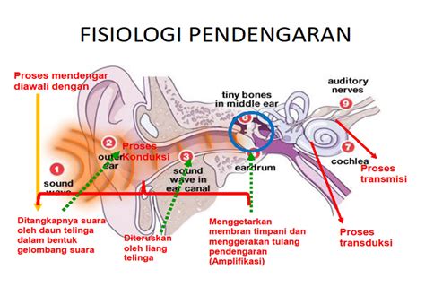 Sistem Pendengaran Pada Manusia Homecare24