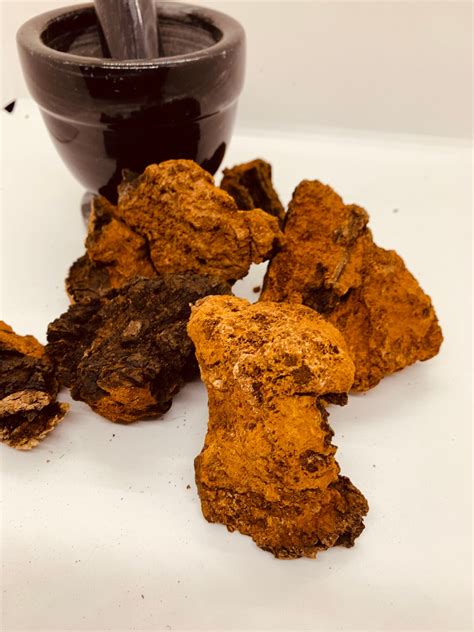 Chaga Mushroom Chunks Etsy