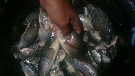 Hasil Mancing Ikan Nila YouTube