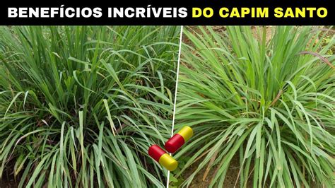 Capim Santo É Bom Para Pressão Alta - 10 Benefícios INCRÍVEIS do CAPIM SANTO Para a Saúde - YouTube