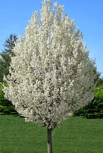 Spring Flowering Trees Pretty In Pink And White Flowering Pear Tree