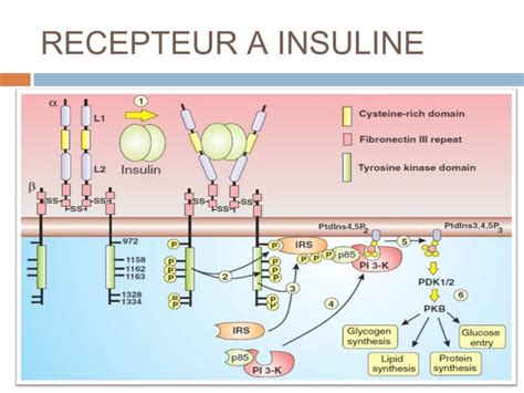 Recepteurs Hormonaux Et Mecanisme Daction Ppt