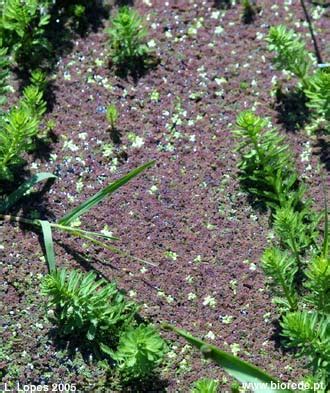 Azola Azolla Filiculoides Juntamente Outra Invasora Erva