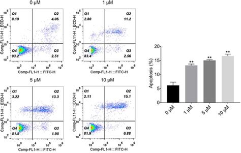 Full Article Plumbagin Inhibits Proliferation And Promotes Apoptosis