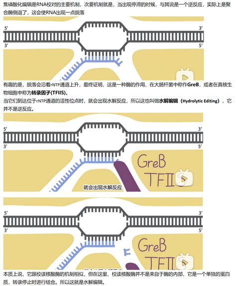 Mit Part Proofreading Hydrolytic Editing