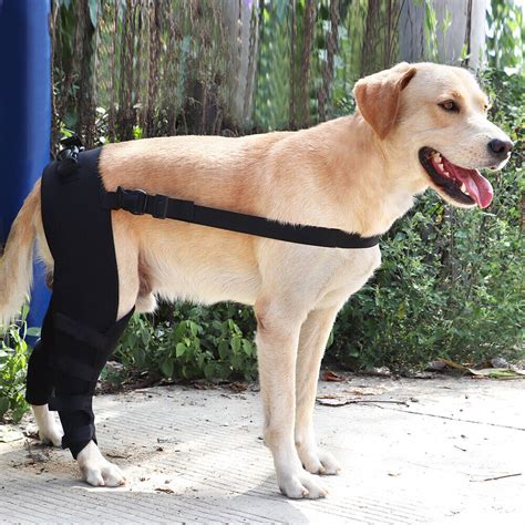 Best Dog Knee Support Brace For Sale Lovepluspet