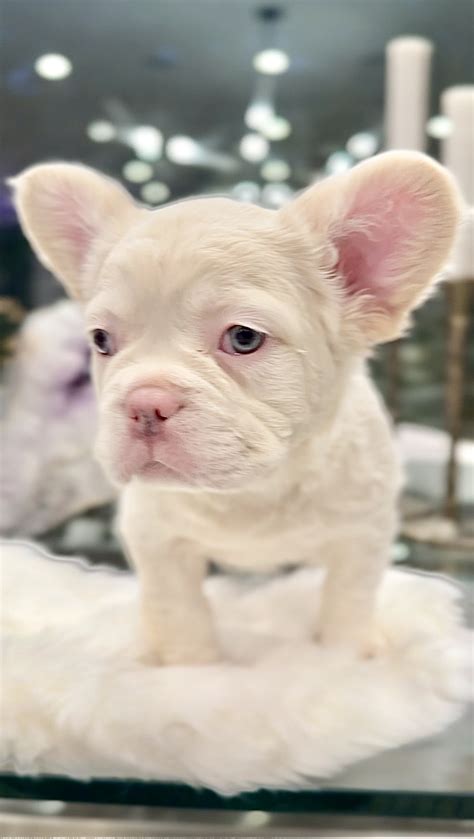 Dog French Bulldog White