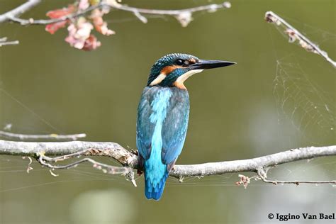 Common Kingfisher Alcedo Atthis Common Kingfisher Alced Flickr