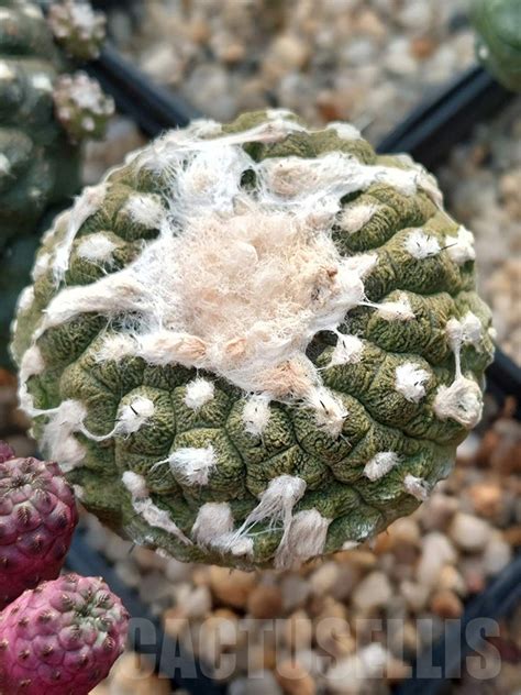 LOT236 10 SEEDS Copiapoa Hypogaea cv Lizard Skin 2023 Кактус онлайн