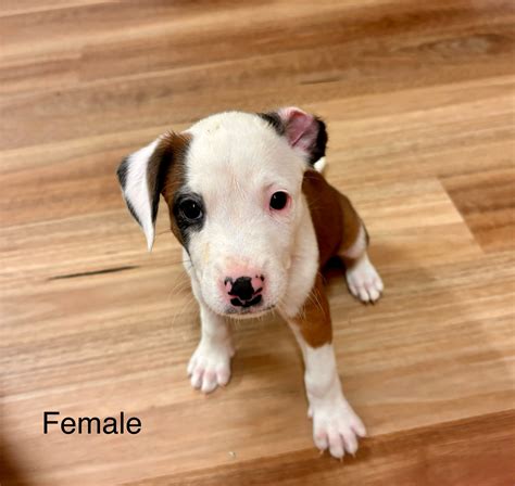 Staffordshire Bull Terrier Dianella Petsforhomes