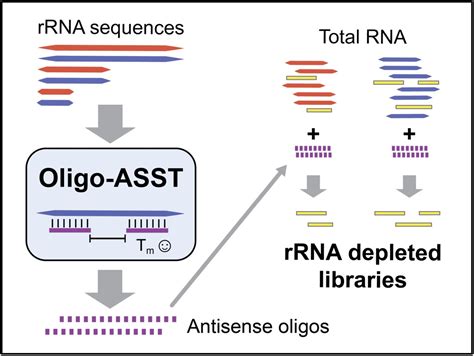 Optimized Design Of Antisense Oligomers For Targeted RRNA Depletion