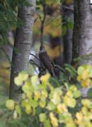 Accipiter Nisus IN Eurasian Sparrowhawk EN US FI