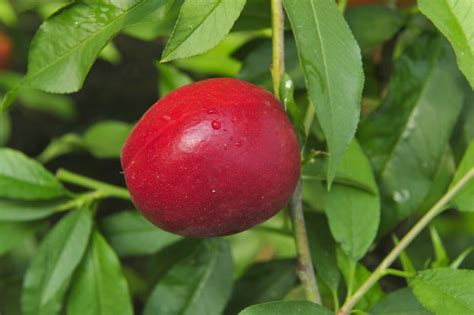 Prunus Persica Rouge De Pays P Pini Res Ripoche Nantes Divatte