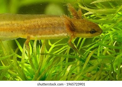 393 Vulgaris Triturus Images, Stock Photos & Vectors | Shutterstock