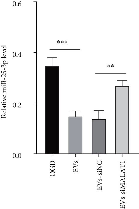 Malat Competitively Binds To Mir P To Promote Cdc Expression