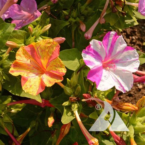 Broken Colors Four OClock (Mirabilis jalapa) | Applewood Seed Company