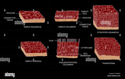 Types of Epithelial Cells Stock Photo - Alamy