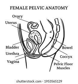 Female Pelvic Anatomy Monochrome General Diagram Stock Vector (Royalty Free) 1953565129 ...