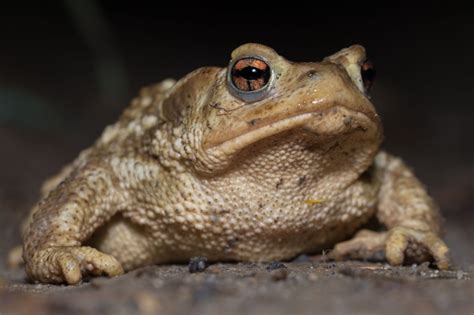 Crapaud Commun Le Bufo Bufo Observatoire De La Biodiversité