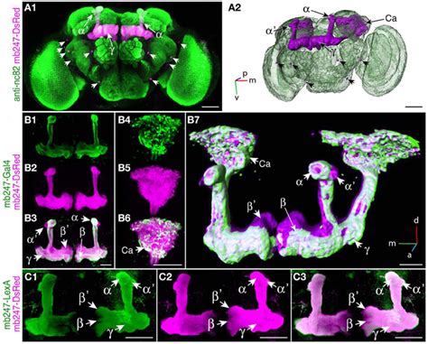 Frontiers Mushroom Body Miscellanea Transgenic Drosophila Strains