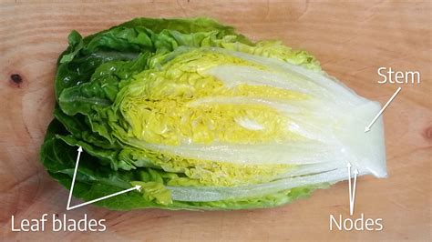 Iceberg Lettuce Leaf