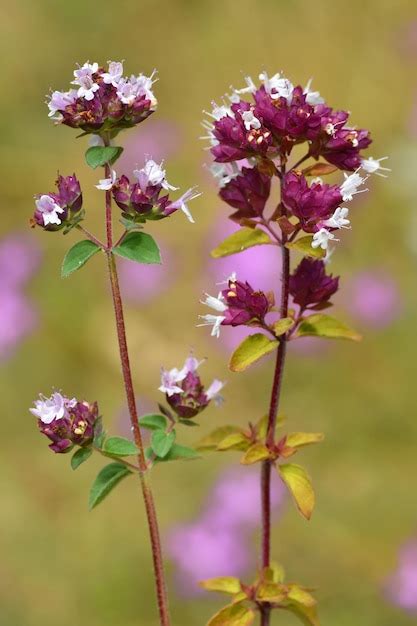 Or Gano Origanum Vulgare En Flor Una Planta Utilizada Como Especia Y