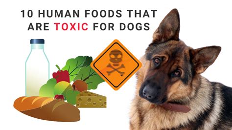 10 Human foods that are toxic for dogs - Petofy