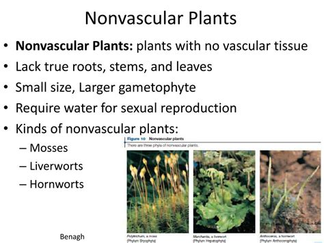 Ppt Kingdoms Classification And Plants Powerpoint Presentation