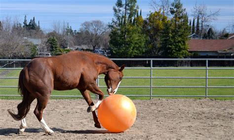 Large Jolly Ball Horse Toy | Wow Blog