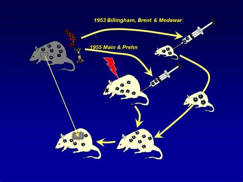 The Official Dr. Thomas E. Starzl Web Site: Transplantation Immunology ...