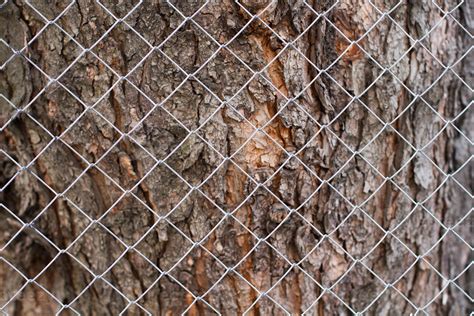 texture en relief de l écorce brune d un arbre avec de la mousse verte