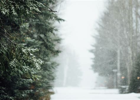 Fondos De Pantalla Invierno Nieve Bosque Paisaje Naturaleza