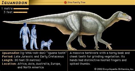 Iguanodon | Diet, Habitat & Extinction | Britannica