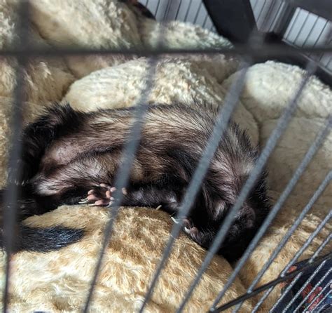 Can someone PLEASE explain this sleeping position : r/ferrets