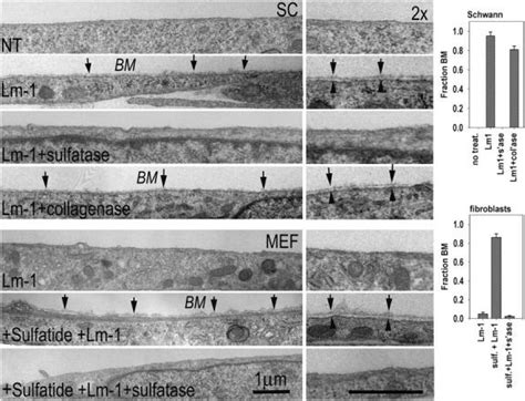 Ultrastructural Evidence Of Cell Surface BM Assembly Top Four Panels