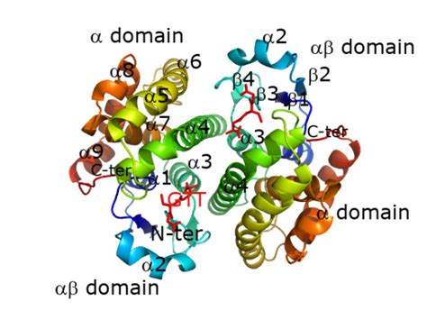 Ribbon Representation Of Na Gst Dimer Reveals A Typical Gst Dimer