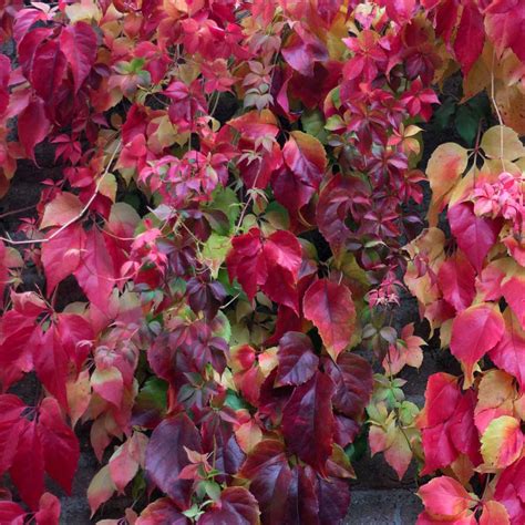 Parthenocissus Tricuspidata Veitchii VIRIDEA