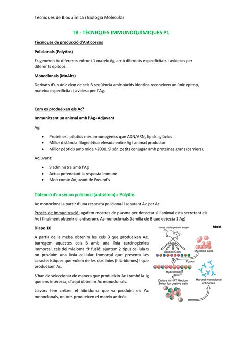 Tema 8 I 9 Tècniques De Bioquímica I Biologia Molecular T8 TÈcniques ImmunoquÍmiques P