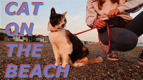 Taking My Cat For A Walk Lucy Lynch Youtube