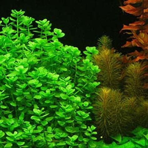 Buy Bacopa Australis Live Aquarium Plant Online - AQUASt ...